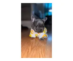 7 weeks old AKC Male French Bulldog Puppy for Sale - 3