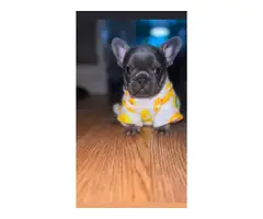 7 weeks old AKC Male French Bulldog Puppy for Sale - 5