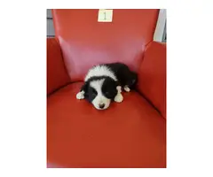 Purebred Border Collie puppies for sale - 2