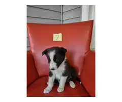 Purebred Border Collie puppies for sale - 5