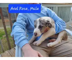 Great Pyrenees X Great Dane puppies - 3