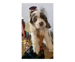 Beautiful Cocker spaniel puppies for sale - 2