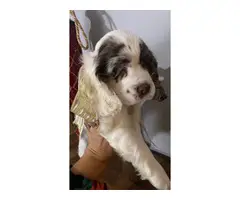 Beautiful Cocker spaniel puppies for sale - 3