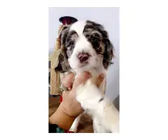 Beautiful Cocker spaniel puppies for sale - 4