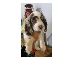 Beautiful Cocker spaniel puppies for sale - 5