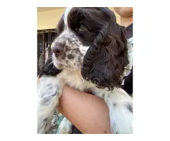 Beautiful Cocker spaniel puppies for sale - 7