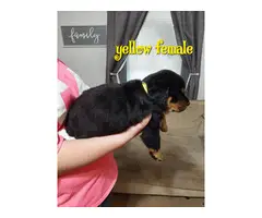 7 German Rottweiler puppies for sale