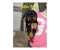 7 German Rottweiler puppies for sale - 2