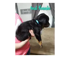 7 German Rottweiler puppies for sale - 3