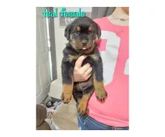 7 German Rottweiler puppies for sale - 4