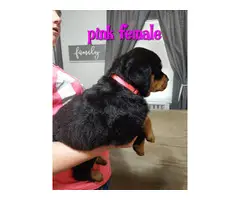 7 German Rottweiler puppies for sale - 5