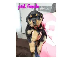 7 German Rottweiler puppies for sale - 6