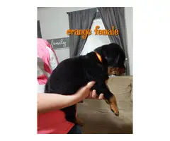 7 German Rottweiler puppies for sale - 7