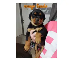 7 German Rottweiler puppies for sale - 8