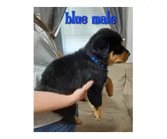 7 German Rottweiler puppies for sale - 9