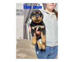 7 German Rottweiler puppies for sale - 10