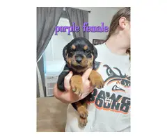 7 German Rottweiler puppies for sale - 12