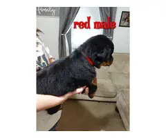 7 German Rottweiler puppies for sale - 13