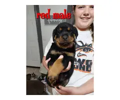 7 German Rottweiler puppies for sale - 14