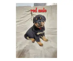 7 German Rottweiler puppies for sale - 15