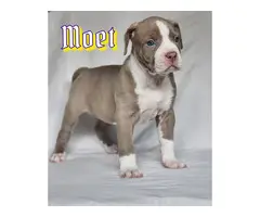 6 weeks old XL American Bully Puppies