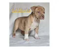 6 weeks old XL American Bully Puppies - 2
