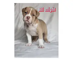 6 weeks old XL American Bully Puppies - 3