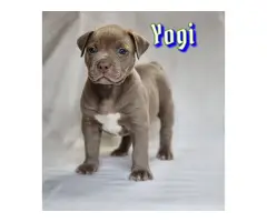 6 weeks old XL American Bully Puppies - 4