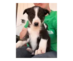 Registered Border collie puppies for sale