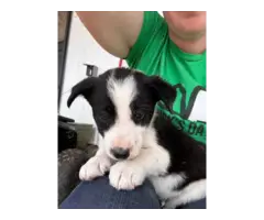 Registered Border collie puppies for sale - 2