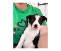 Registered Border collie puppies for sale - 3
