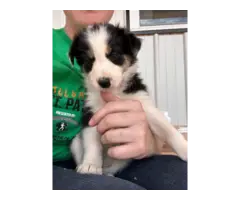 Registered Border collie puppies for sale - 4