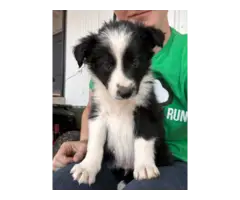 Registered Border collie puppies for sale - 5