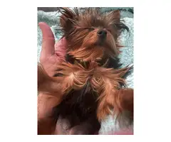 10-month-old Female Teacup Yorkie puppy for sale - 2