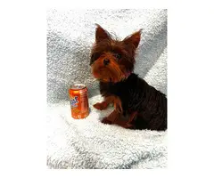 10-month-old Female Teacup Yorkie puppy for sale - 4