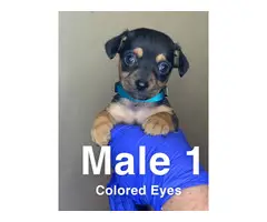 3 boy and 4 girl Chiweenie puppies for sale - 3