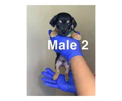 3 boy and 4 girl Chiweenie puppies for sale - 4