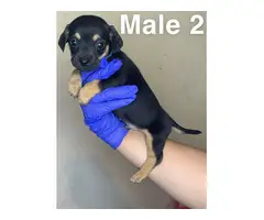 3 boy and 4 girl Chiweenie puppies for sale - 5