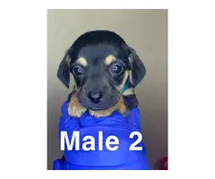 3 boy and 4 girl Chiweenie puppies for sale - 6