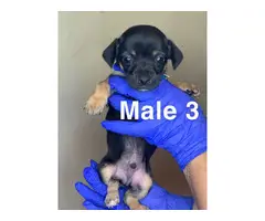 3 boy and 4 girl Chiweenie puppies for sale - 7