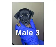 3 boy and 4 girl Chiweenie puppies for sale - 9