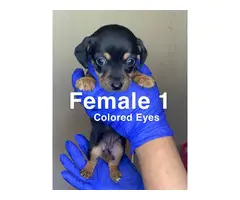 3 boy and 4 girl Chiweenie puppies for sale - 10