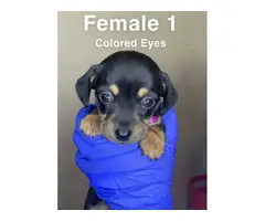 3 boy and 4 girl Chiweenie puppies for sale - 12