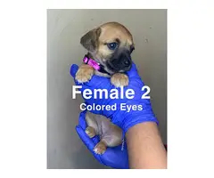 3 boy and 4 girl Chiweenie puppies for sale - 13