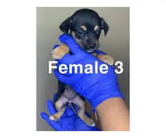 3 boy and 4 girl Chiweenie puppies for sale - 16