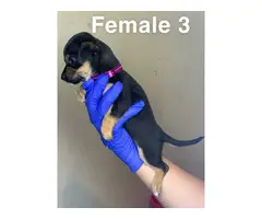3 boy and 4 girl Chiweenie puppies for sale - 17