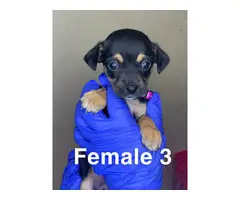 3 boy and 4 girl Chiweenie puppies for sale - 18
