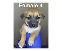 3 boy and 4 girl Chiweenie puppies for sale - 20