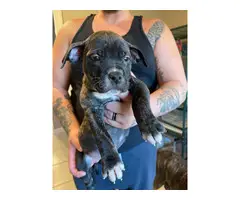 2 female blue nose brindle pitbull puppies for adoption