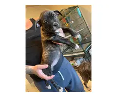 2 female blue nose brindle pitbull puppies for adoption - 2